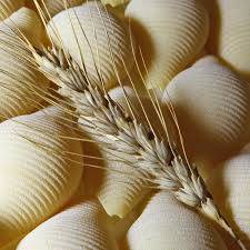 TESTENINA ječam 300 g